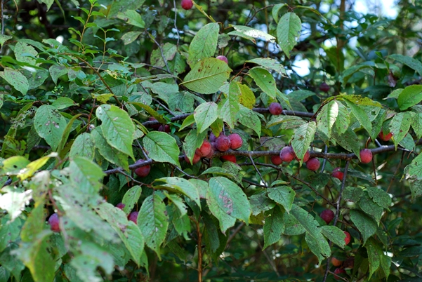 {Prunus americana}